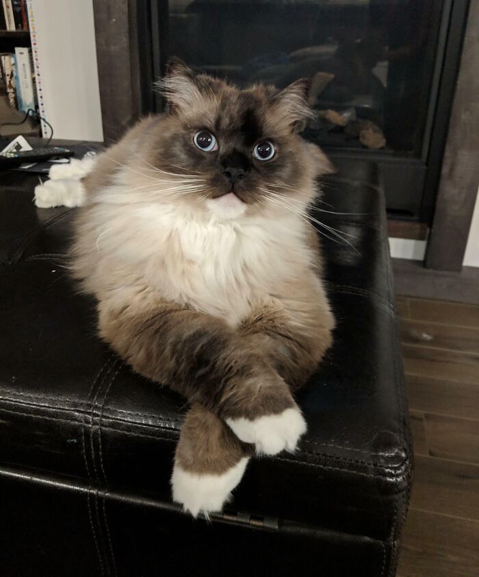 Internet, Meet Momo. A Rescued Ragdoll Who Is King