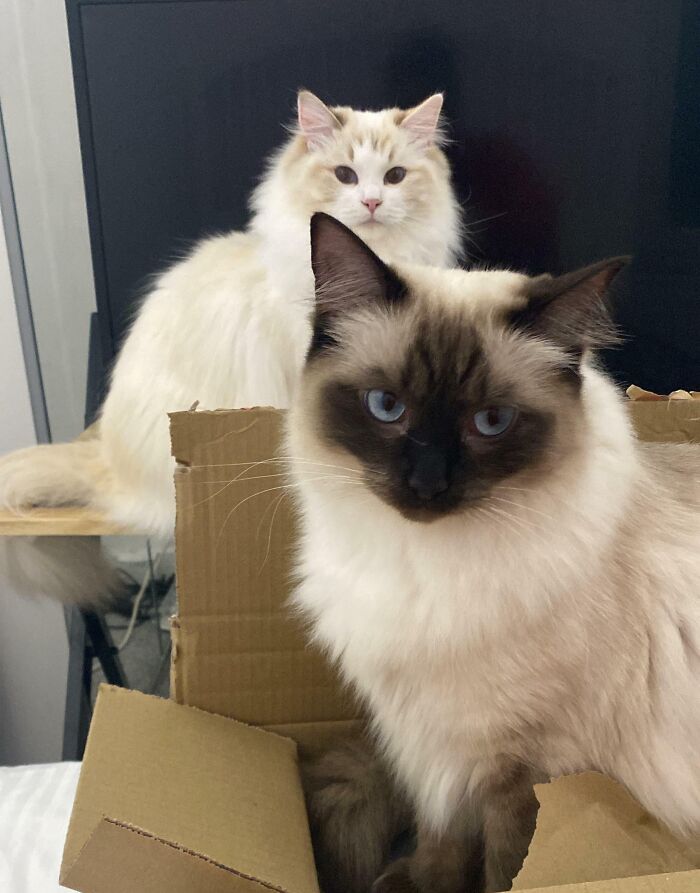 Hello! New To The Group And Wanted To Introduce Everyone To My Two Babies