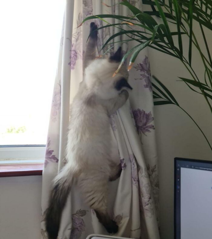 My Newest Coworker Is A Little Distracting