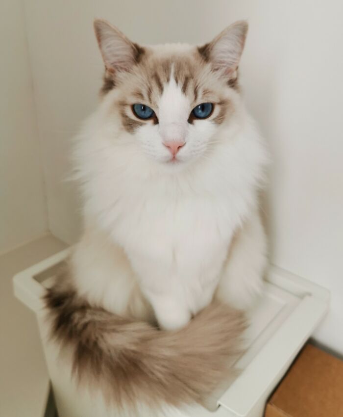 Meet Mango! He's 9 Months Old And As Naughty As He Is Cute