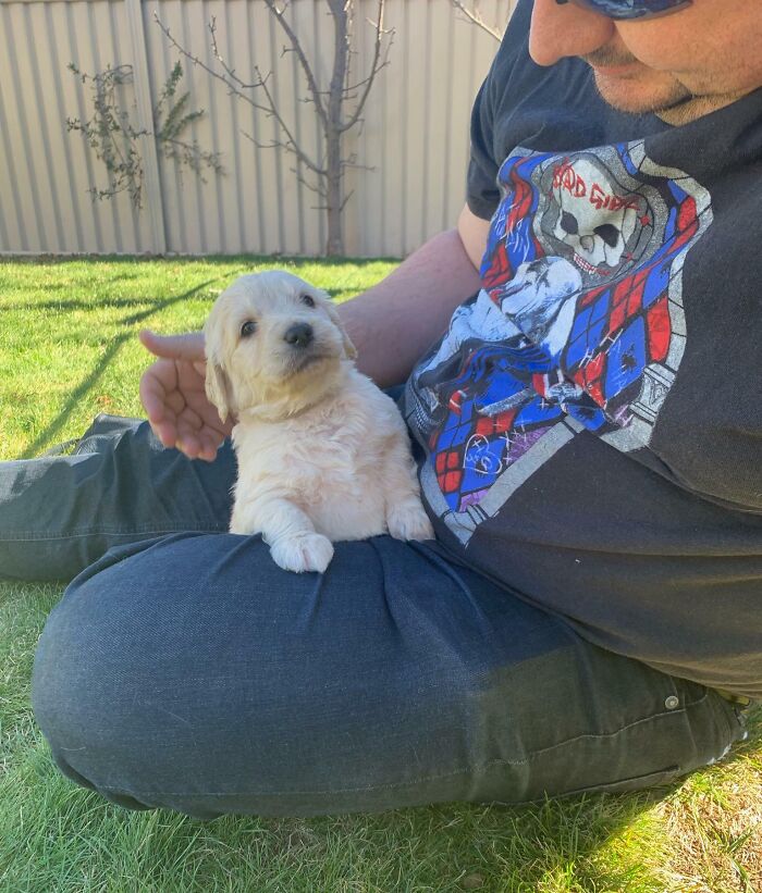 White puppy looking at person