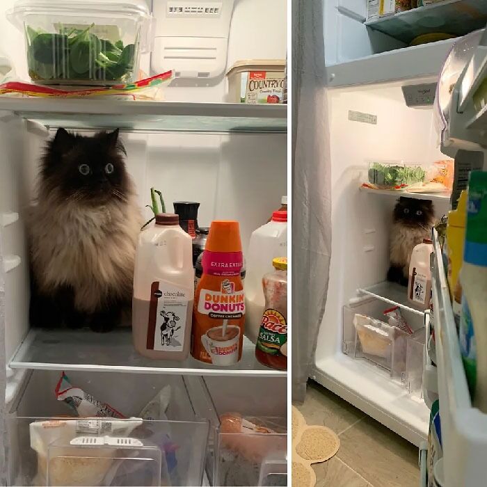Fluffy cat sitting inside a fridge surrounded by drinks and condiments, showcasing cute animals eating in adorable ways.