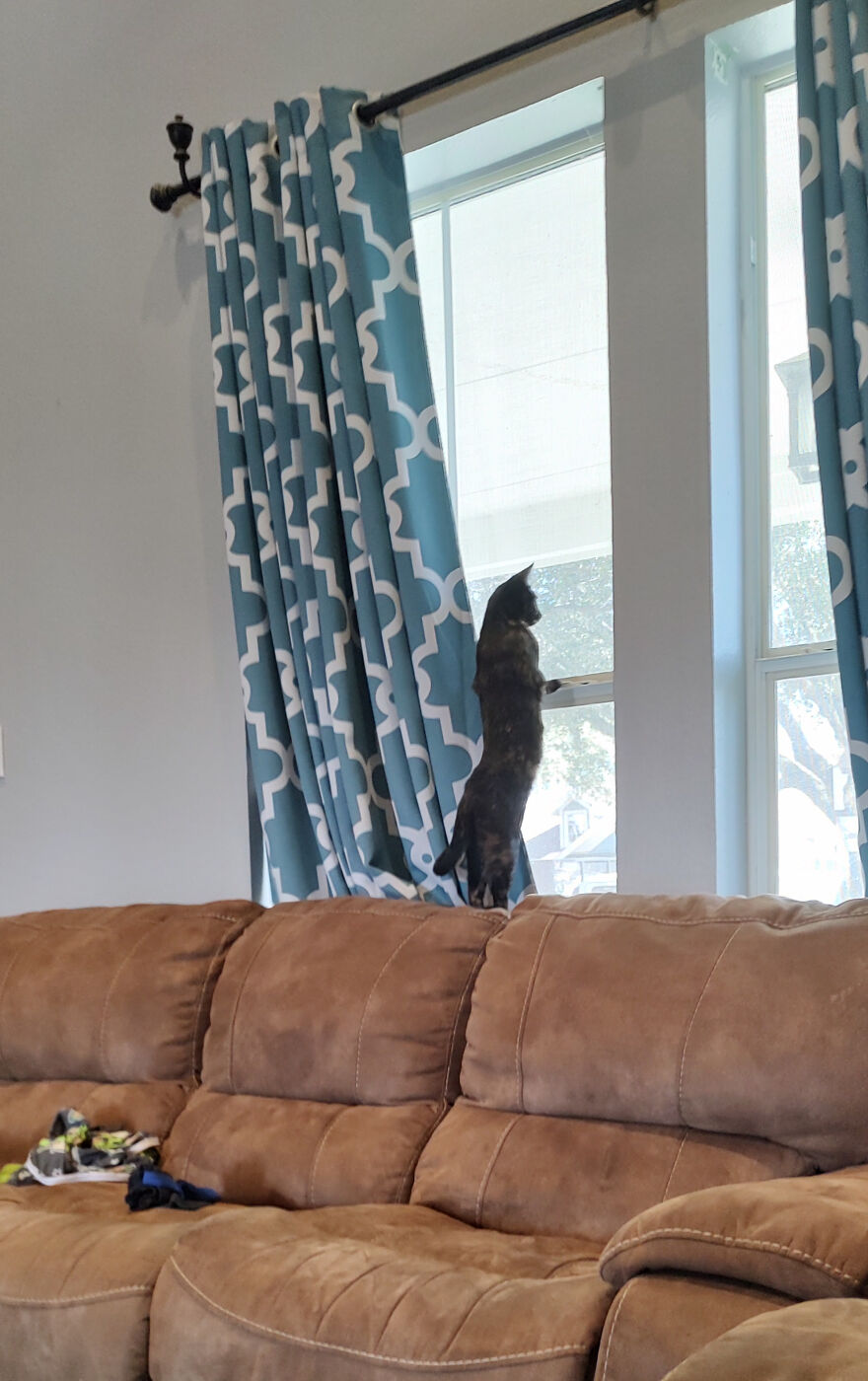 24 Pictures Of My Beautiful Cats I Love To Bits🐈&zwj;⬛🐈