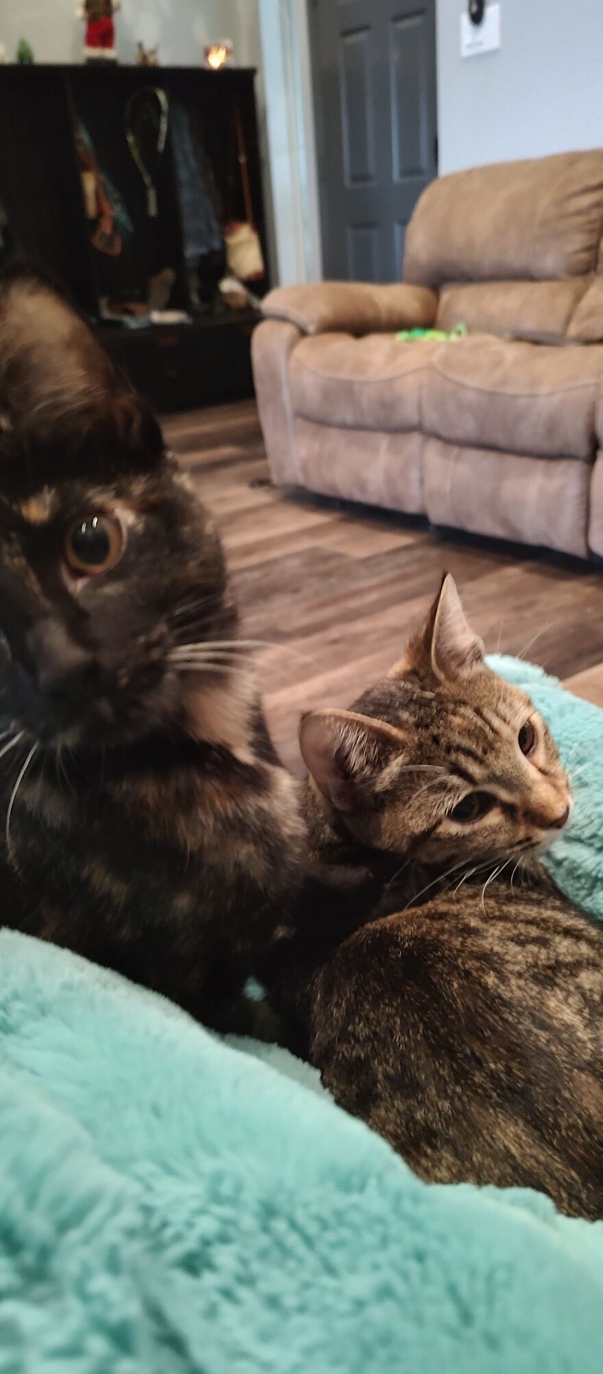 24 Pictures Of My Beautiful Cats I Love To Bits🐈&zwj;⬛🐈