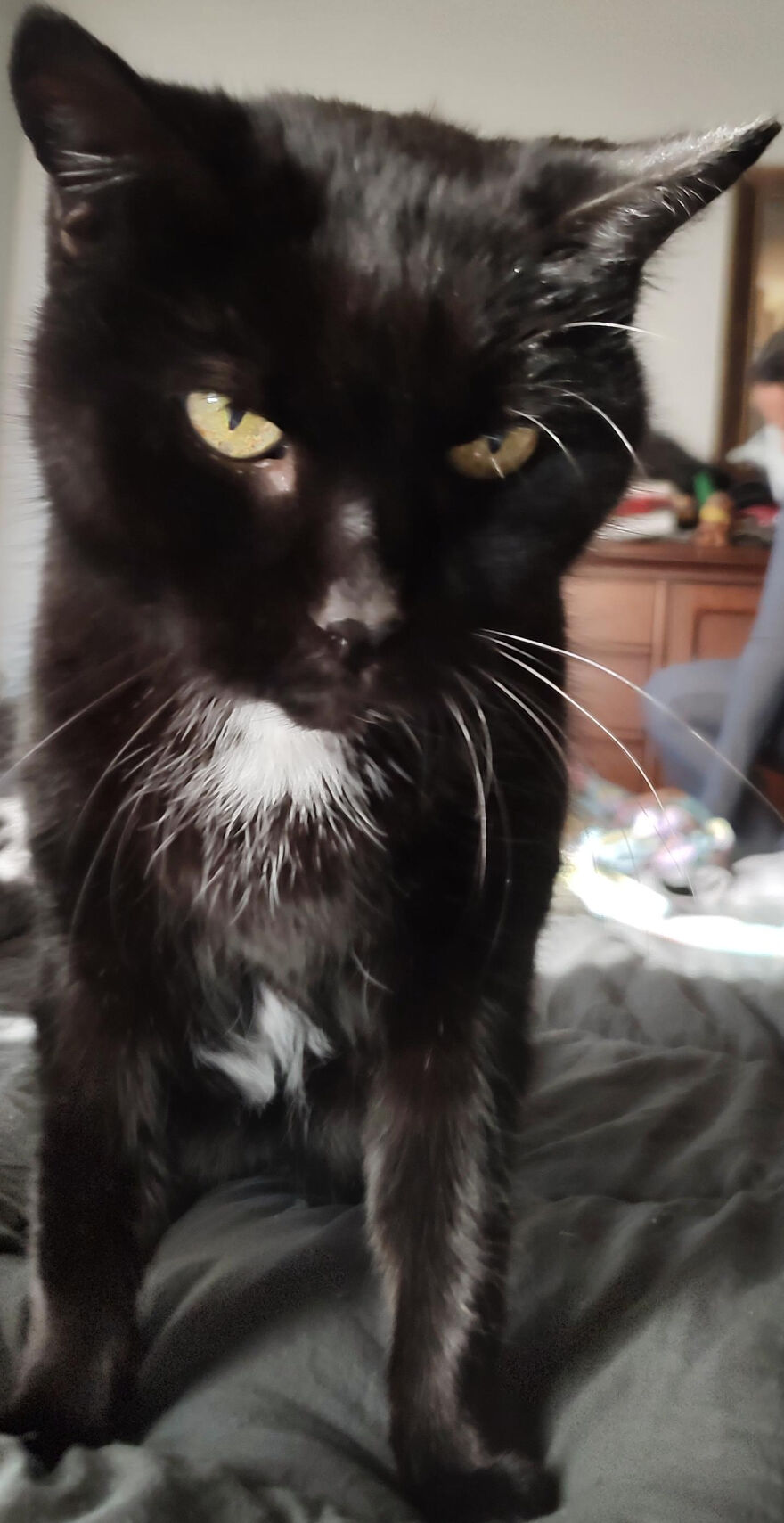 24 Pictures Of My Beautiful Cats I Love To Bits🐈&zwj;⬛🐈