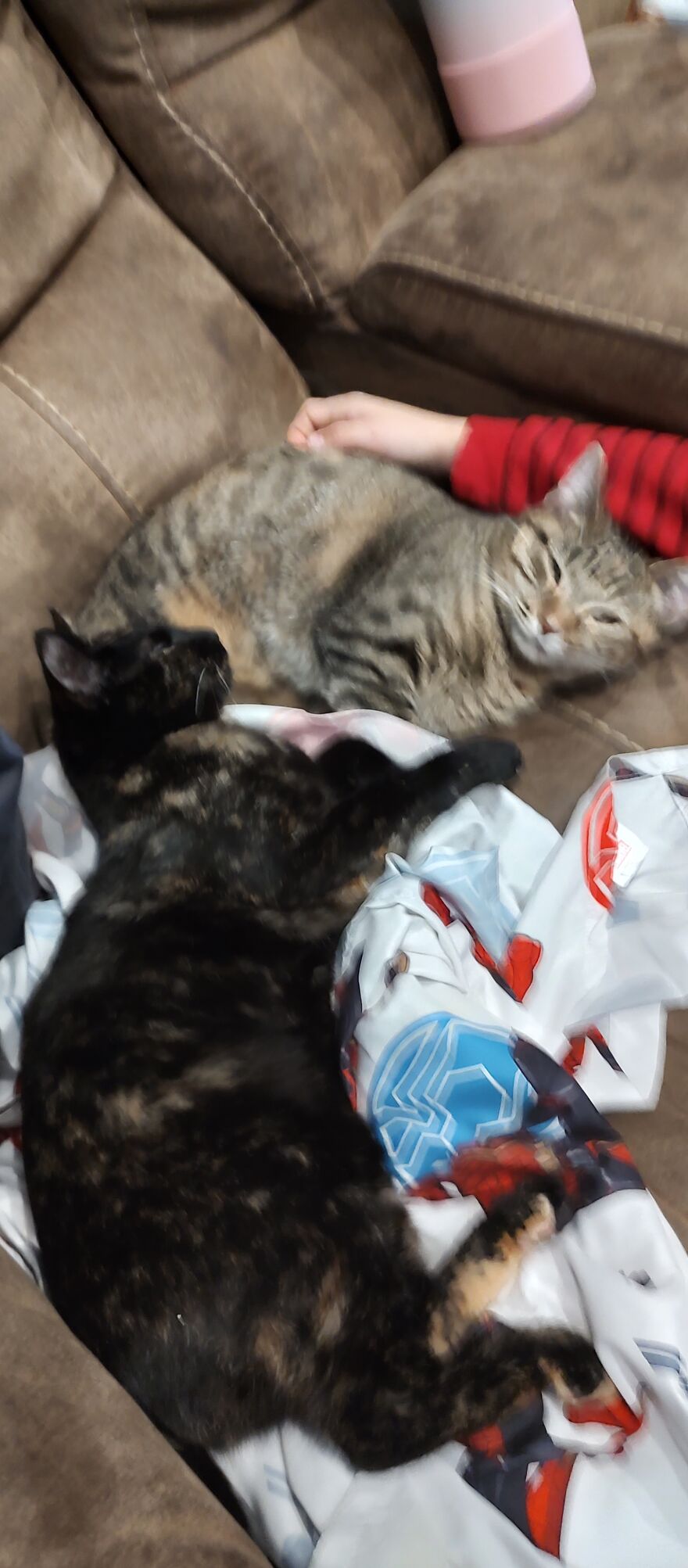 24 Pictures Of My Beautiful Cats I Love To Bits🐈&zwj;⬛🐈