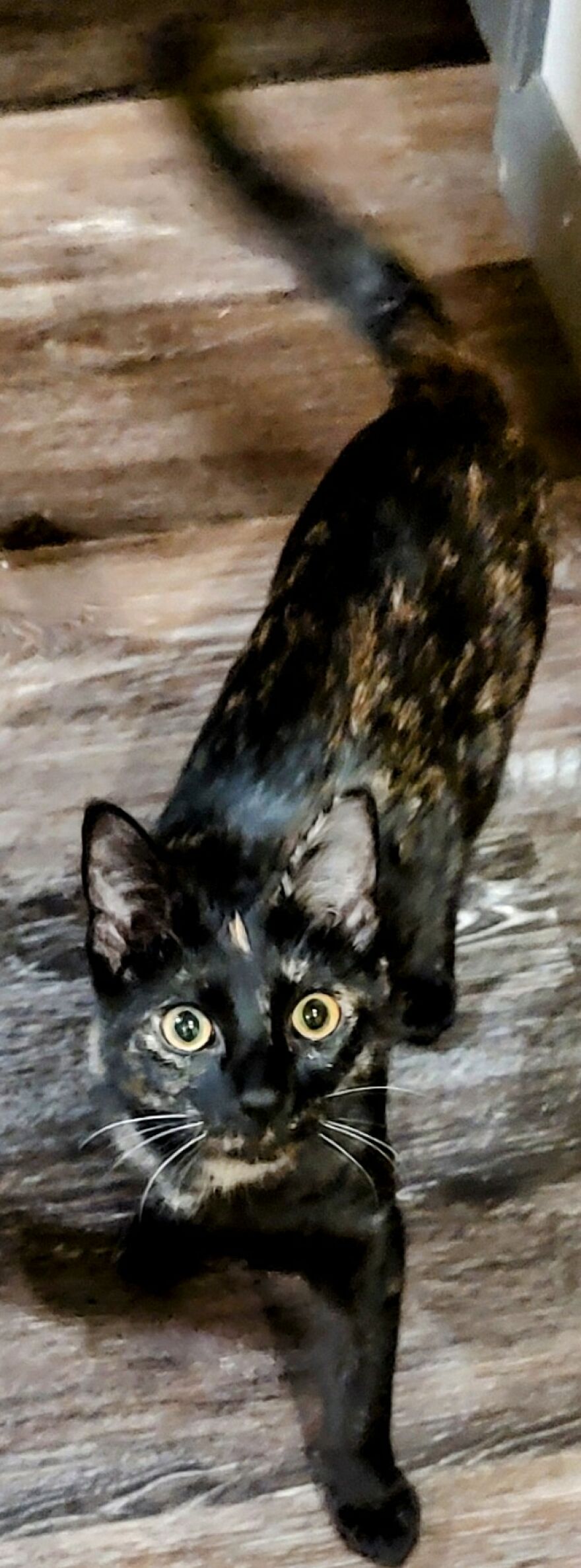 24 Pictures Of My Beautiful Cats I Love To Bits🐈&zwj;⬛🐈