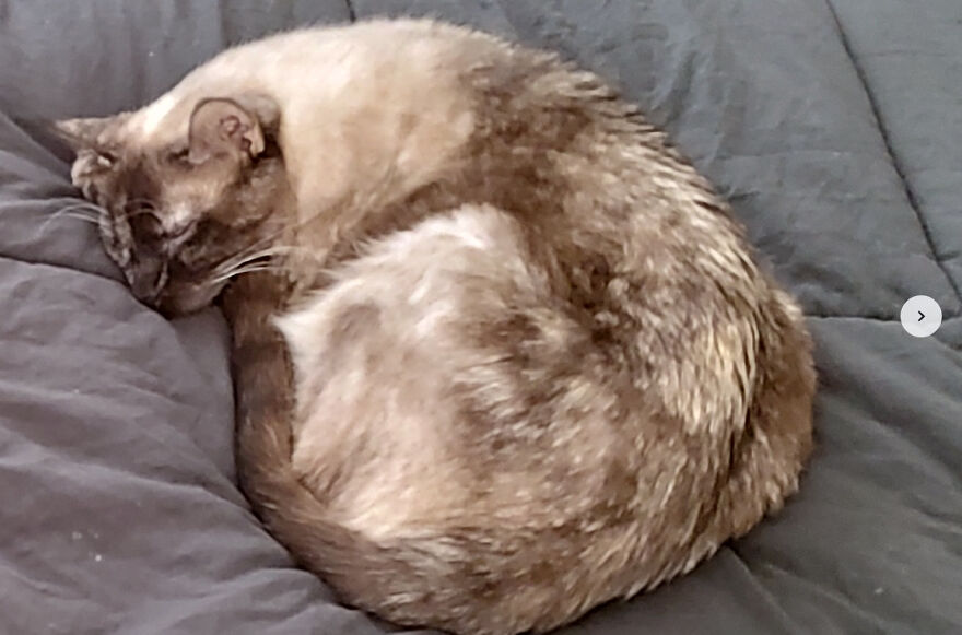 24 Pictures Of My Beautiful Cats I Love To Bits🐈&zwj;⬛🐈