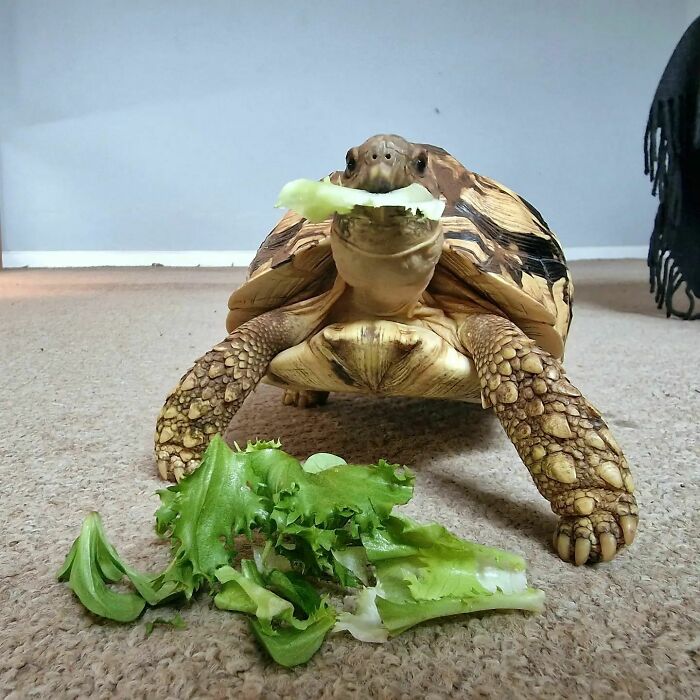Tortoise eating fresh green lettuce on carpet, showcasing cute animals eating in the most adorable way