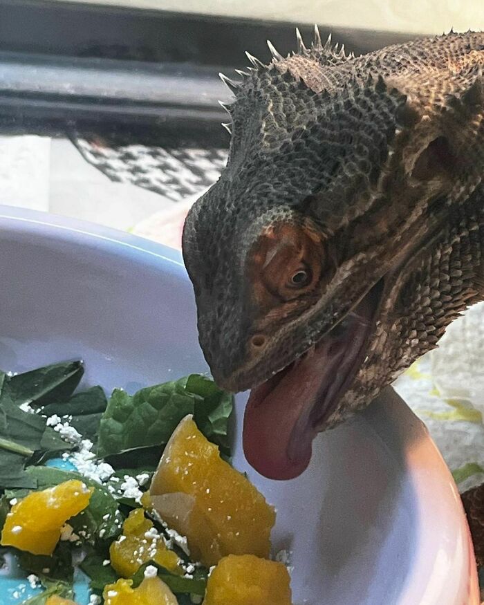Bearded dragon eating fresh vegetables and fruit, showcasing cute animals eating in an adorable way.