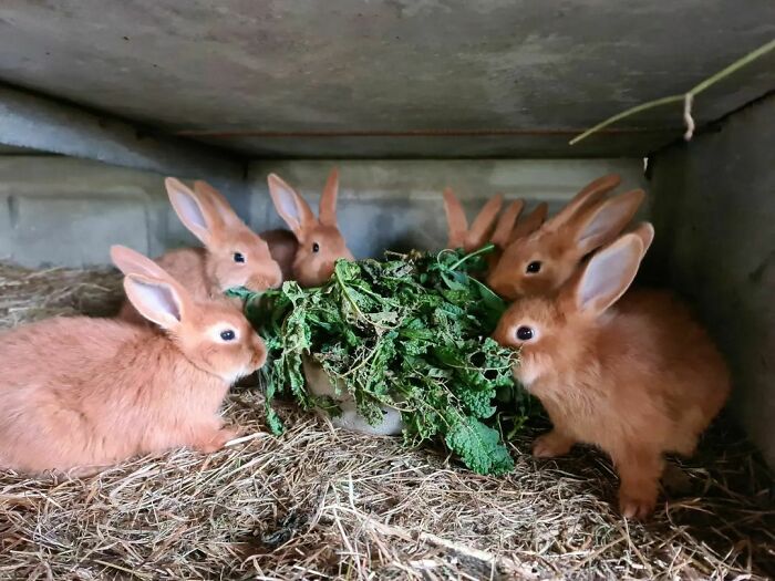 Six cute rabbits eating fresh greens together in a cozy, natural setting showing adorable animal feeding behavior.