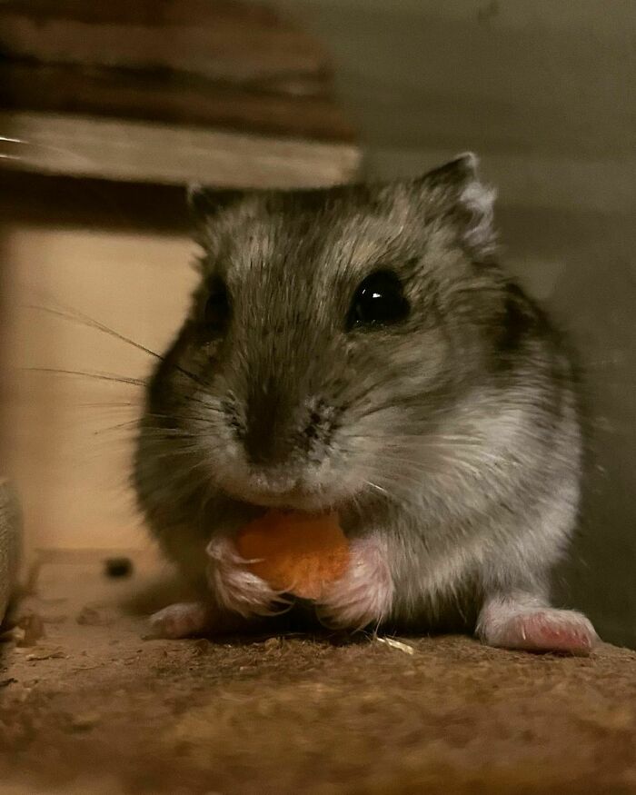 Close-up of a cute animal eating a small orange treat with tiny paws in an adorable way.