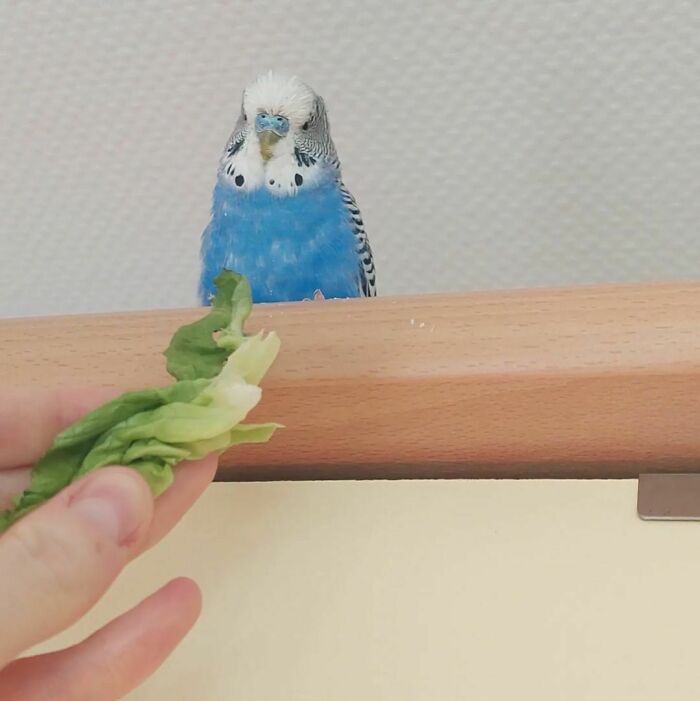 Blue budgie bird eating lettuce held by a hand, showcasing cute animals eating in the most adorable way.