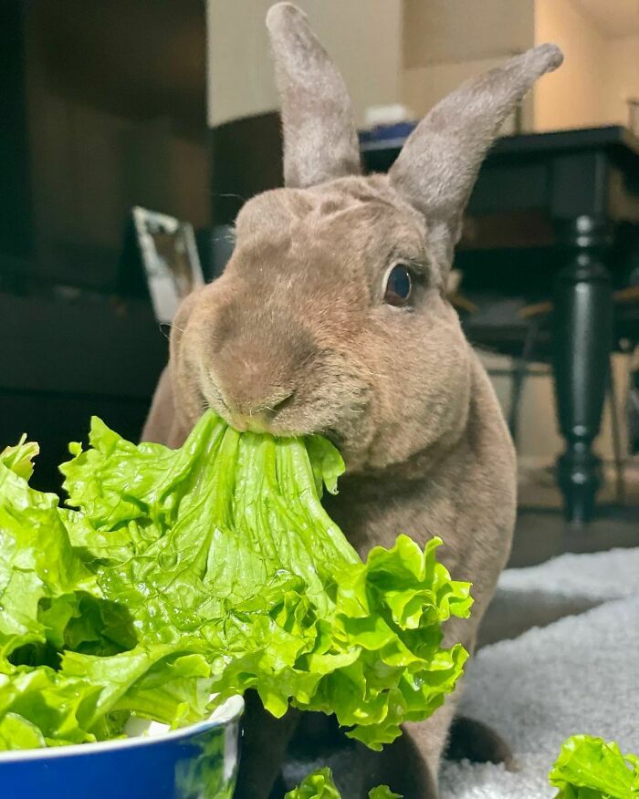 Cute rabbit eating fresh green lettuce indoors, showcasing adorable animals eating in the most lovable way.