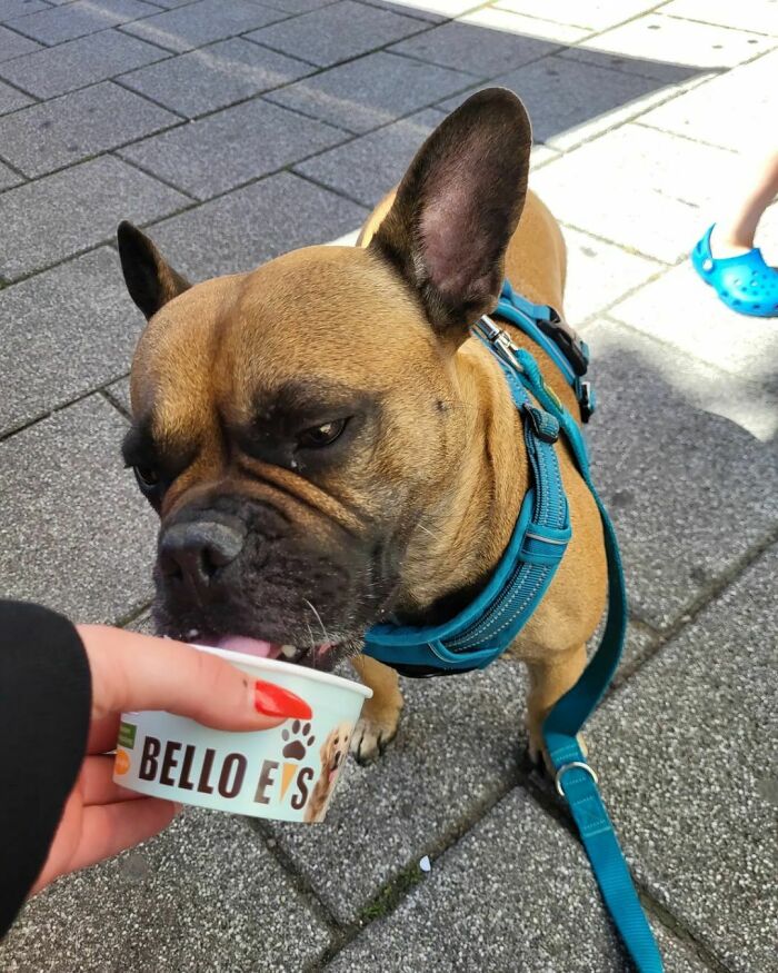 French Bulldog eating from a cup held by a person, showcasing cute animals eating in an adorable way outdoors.