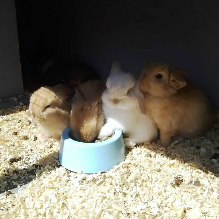 Four cute baby rabbits eating from a blue bowl on wood shavings, showing adorable animals eating together.