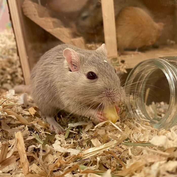 Small cute animal eating a piece of fruit surrounded by wood shavings and a tipped-over glass jar in its habitat.