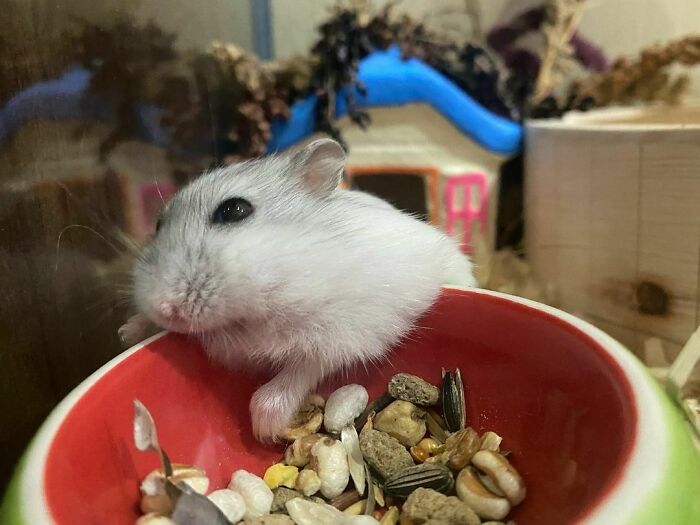 Small cute hamster eating mixed seeds from a red bowl showing adorable animal eating behavior.