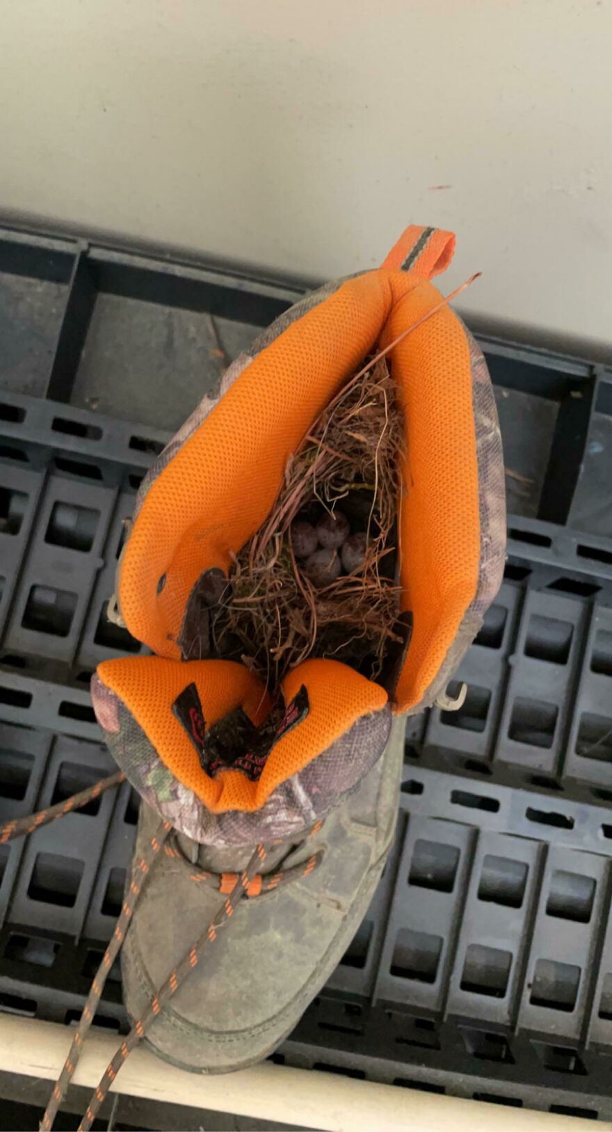 A Bird Nested In My Boot A Bird Nested In My Boot