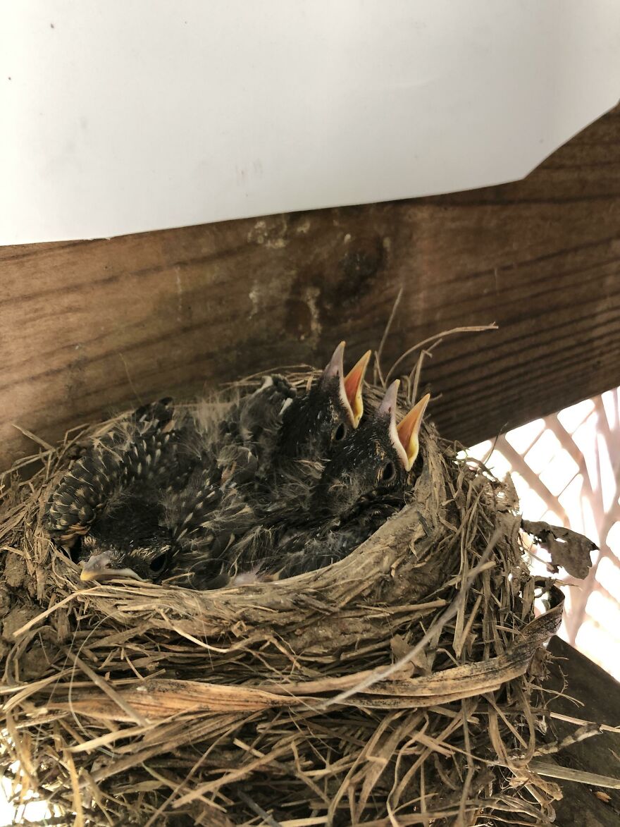 The Baby Birds Under My Father In Law’s Deck The Baby Birds Under My Father In Law’s Deck