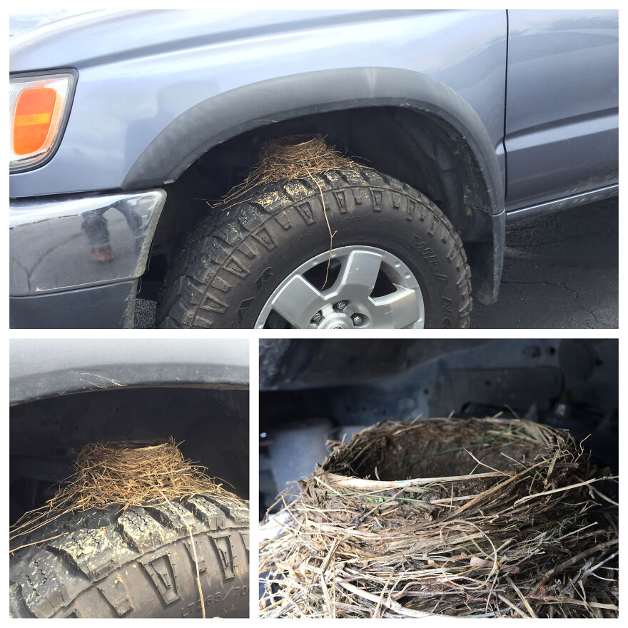 A Bird Managed To Build A Nest In My Wheel Well While I Was At Work Today.