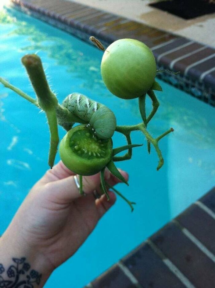 Green caterpillar eating a small green tomato on a vine, showcasing cute animals eating in the most adorable way.