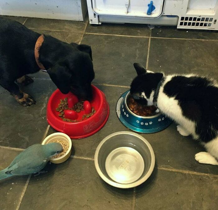 Black dog, black and white cat, and blue bird eating from bowls on a tiled floor, showing cute animals eating together.