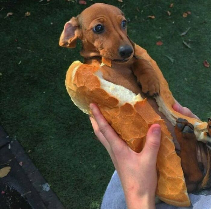 Cute brown dog wrapped in bread loaf held by hands, showcasing adorable animals eating in a charming way outdoors.