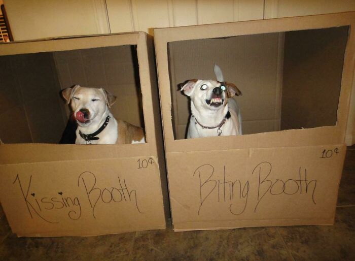 Blursed Dogs