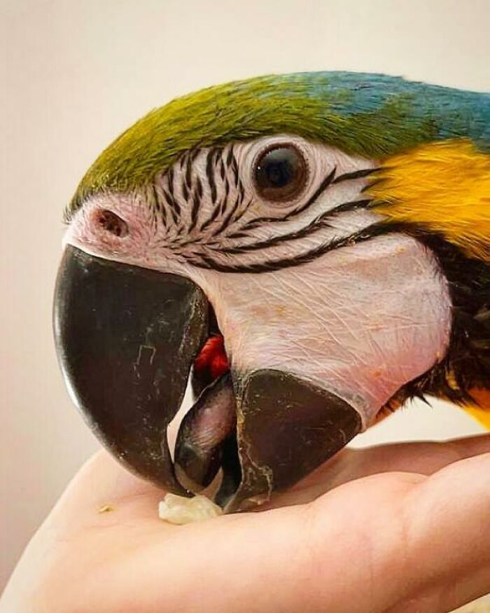 Close-up of a cute parrot eating from a human hand, showcasing adorable animals eating in a charming way.