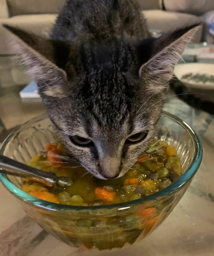 Tabby cat eating from a glass bowl of vegetable soup, showcasing cute animals eating in an adorable way.