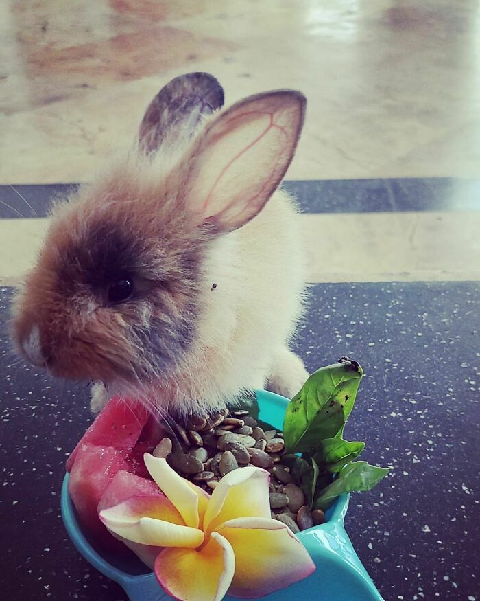 Fluffy cute rabbit eating seeds and watermelon from a bowl with a yellow flower and green leaves nearby.
