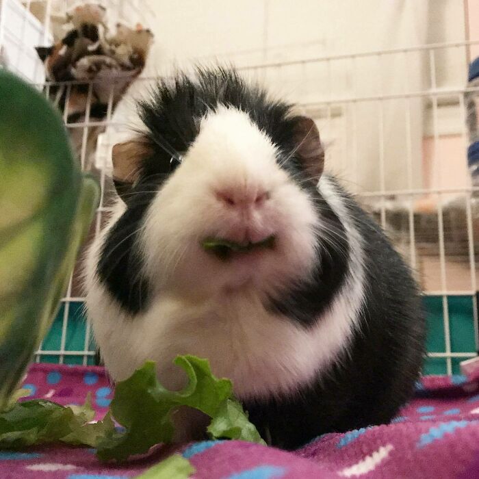 Black and white guinea pig eating lettuce indoors, showcasing cute animals eating in the most adorable way.