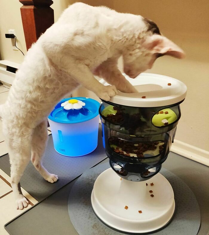 White cat eating from a modern pet feeder showing cute animals eating in the most adorable way.