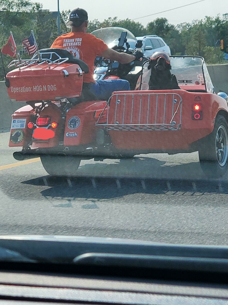 Encountered This Dog Totally Content Wearing Protective Eye Gear On The Highway Today