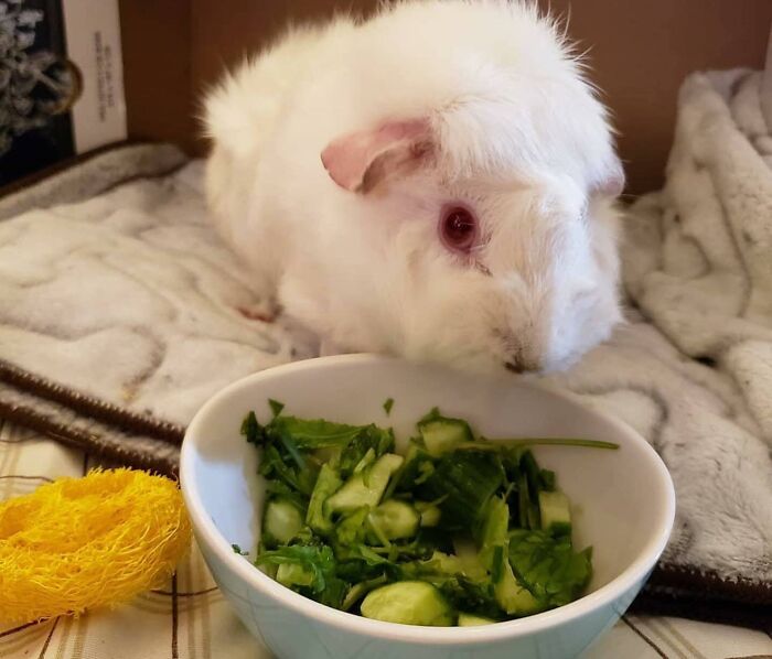 White guinea pig eating fresh greens from a bowl, showcasing cute animals eating in the most adorable way.