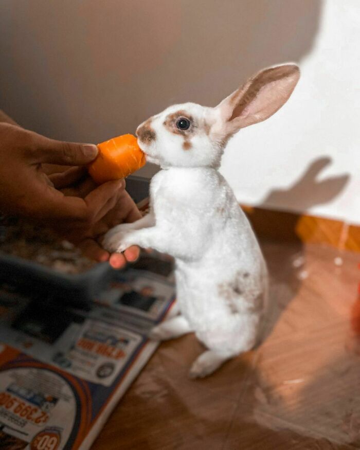 White and brown rabbit eating a carrot held by a person showcasing cute animals eating in an adorable way