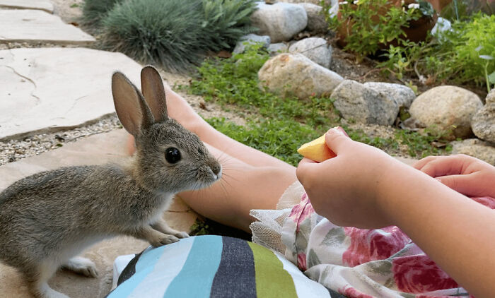Small cute rabbit eating food from child’s hand outdoors in a garden, showing adorable animals eating in the most adorable way.