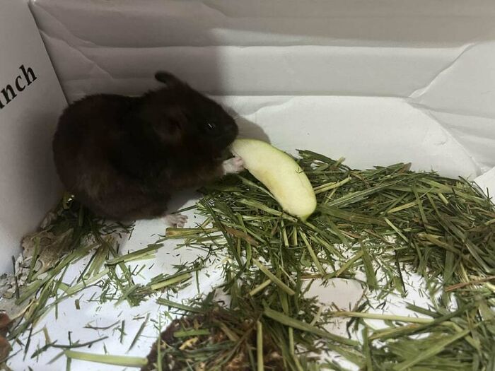 Small cute animal eating a slice of apple while surrounded by hay in an indoor setting showing adorable feeding behavior.