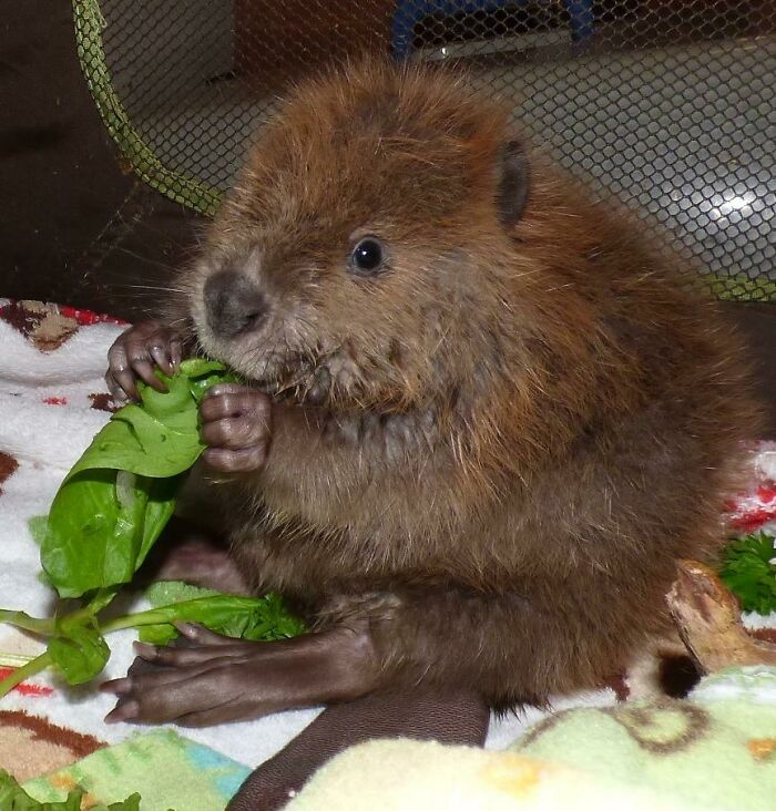 Baby beaver eating green leaves, showcasing one of the cutest animals eating in the most adorable way.