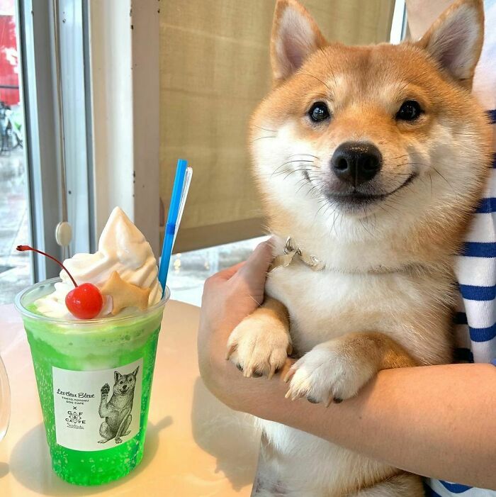Shiba Inu dog held in arms next to a green dessert drink with whipped cream and cherry, showing cute animals eating.