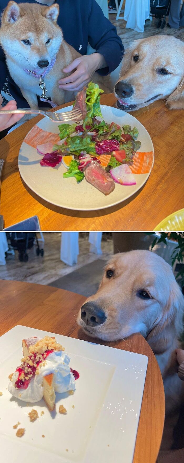 Two cute dogs eagerly watching food on plates, showcasing adorable animals eating in the most charming way.