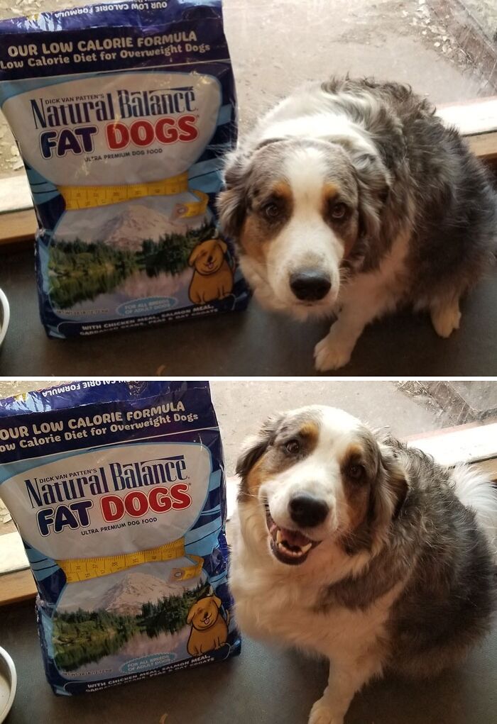 Cute dog eating from a bowl next to a bag of Natural Balance fat dogs food, showing adorable animal eating moments.