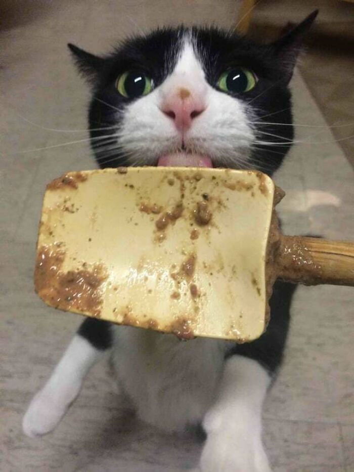 Black and white cat licking food off a spatula, one of the cute animals eating in the most adorable way.