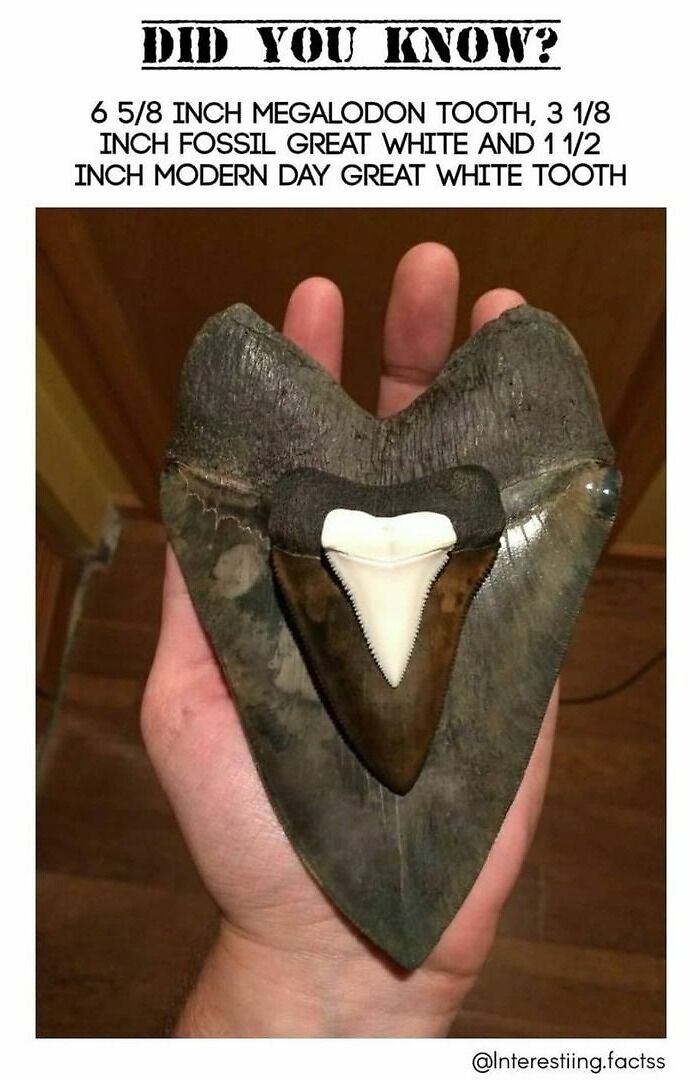 Interesting-Fascinating-Facts