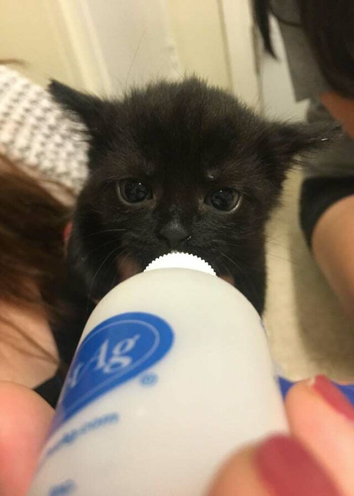 Black kitten nursing from a bottle, showcasing cute animals eating in the most adorable way.