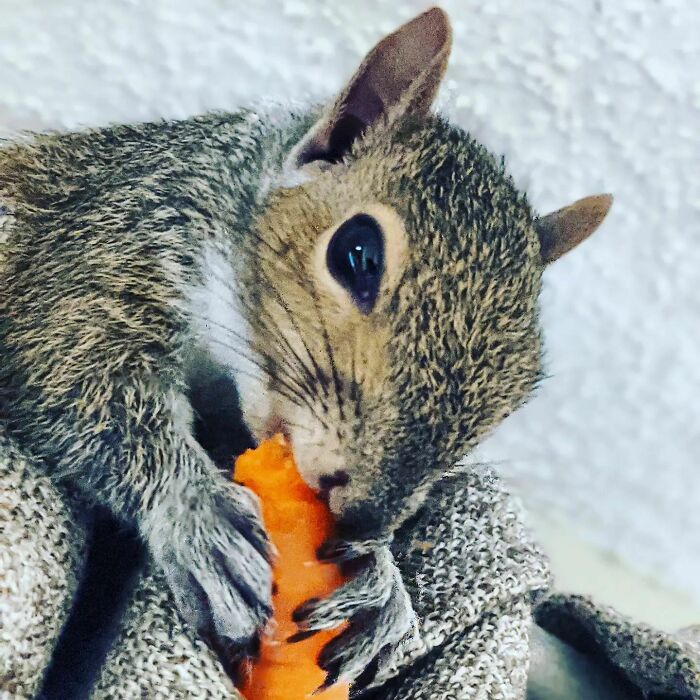 Close-up of a cute squirrel eating a carrot, showcasing adorable animals eating in the most endearing way.