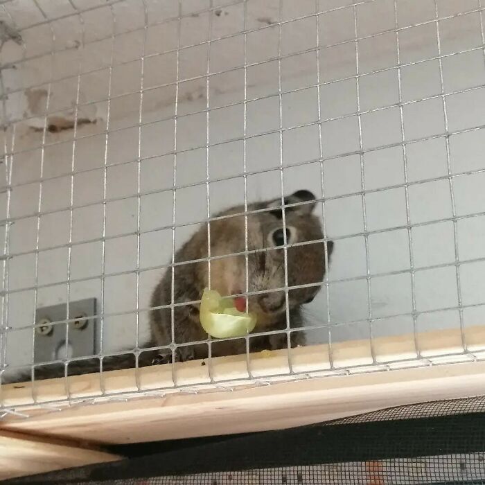 Small cute animal eating a piece of fruit inside a wire cage, showcasing adorable animal eating behavior.