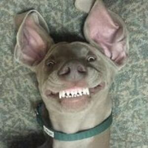 recycled_arts avatar