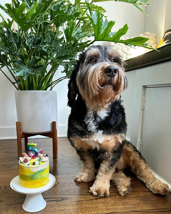 Cute dog sitting next to a colorful birthday cake, showcasing adorable animals eating in the most charming way
